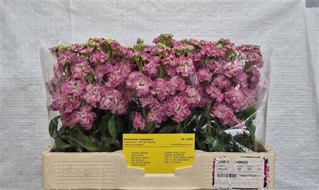 <h4>Matth Stox Rose Pink</h4>