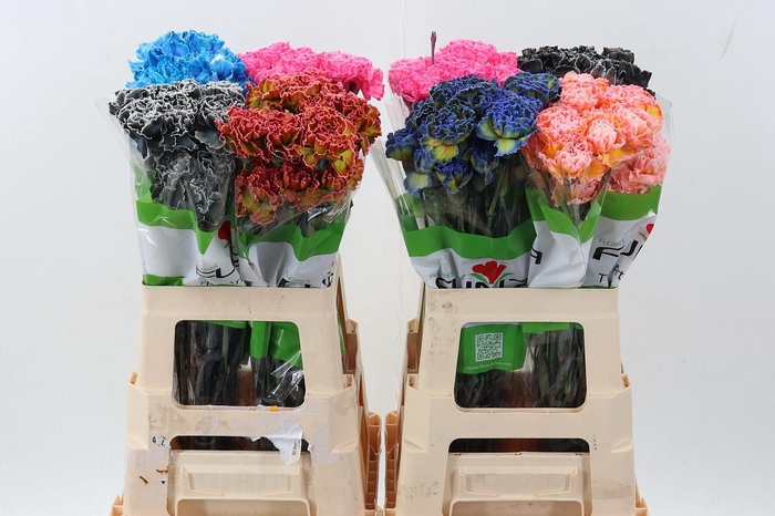 <h4>Di St Tinted Mixed</h4>