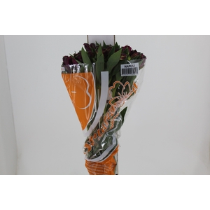 ALSTROEMERIA NAPOLI 080 CM