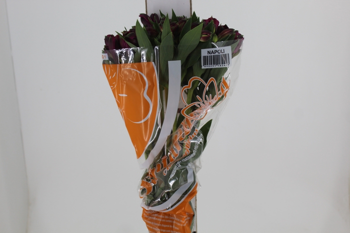 <h4>ALSTROEMERIA NAPOLI 080 CM</h4>
