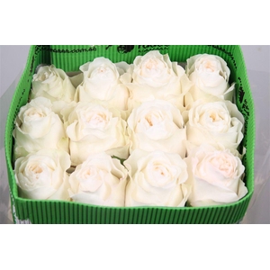 R Gr Vicky Gardens Ec