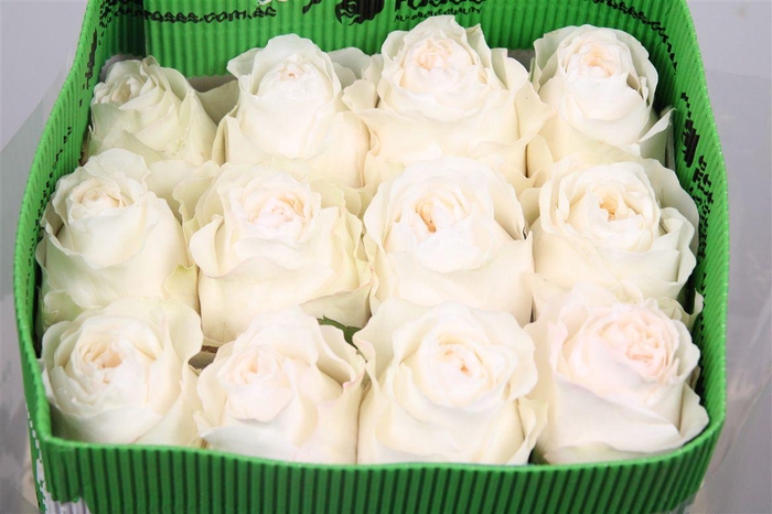 <h4>R Gr Vicky Gardens Ec</h4>