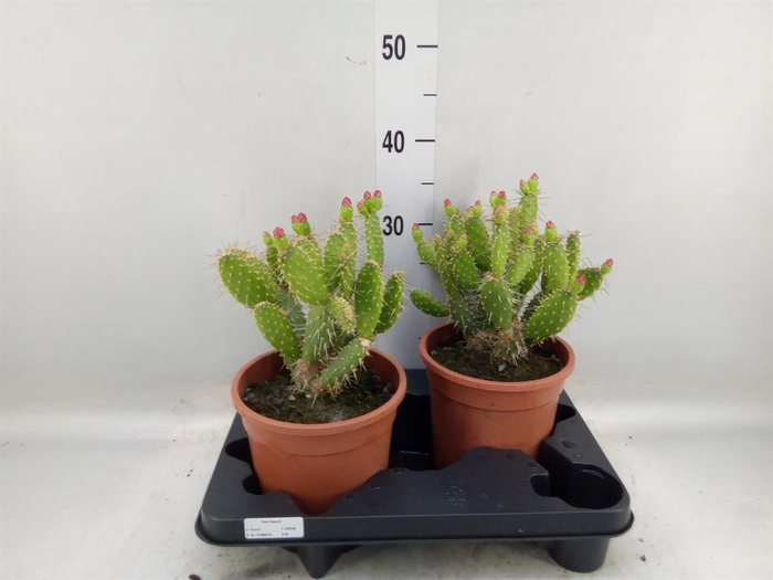 <h4>Opuntia</h4>