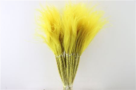 Dried Stypha Penata Yellow Bunch