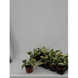 CTENANTHE BURLE-MARX