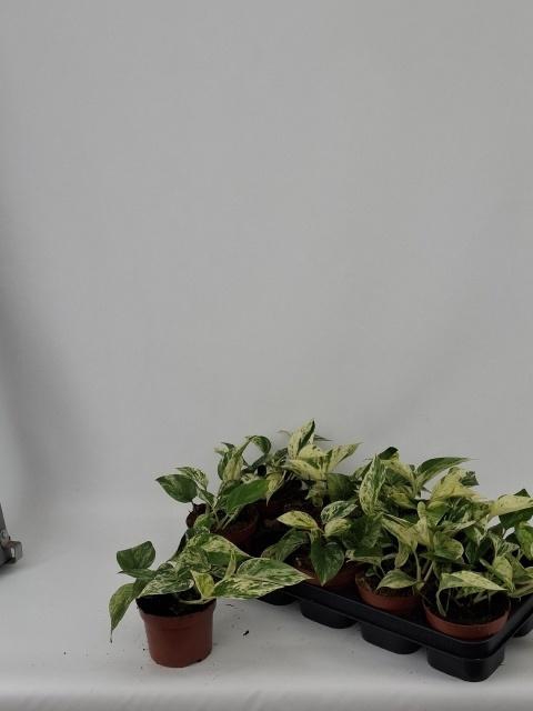 <h4>EPIPR MARBLE QUEEN</h4>