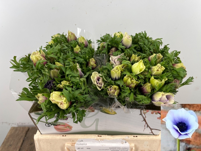 <h4>ANEM CO RB LILAC</h4>