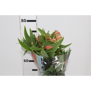 ALSTROEMERIA CANYON 070 CM