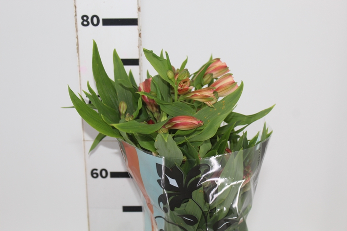 <h4>ALSTROEMERIA CANYON 070 CM</h4>