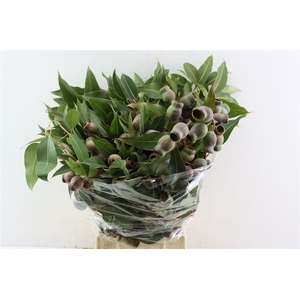Euca Robusta Giant P Bunch