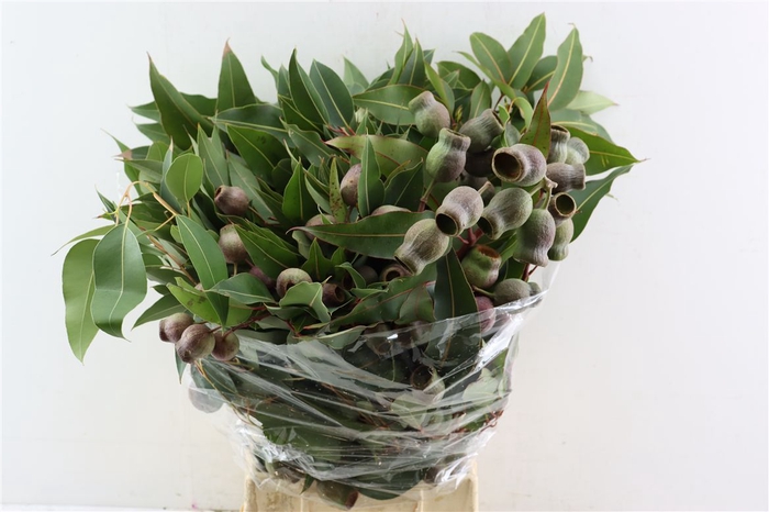 <h4>Euca Robusta Giant P Bunch</h4>