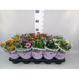 Chrysanthemum   ..mix 2