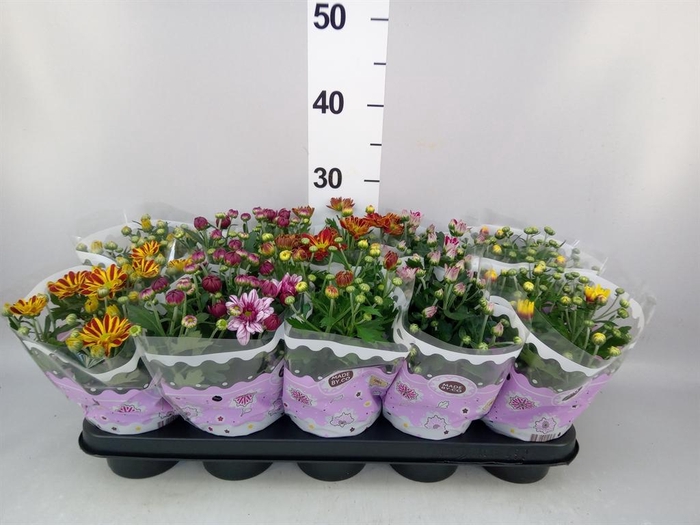 <h4>Chrysanthemum   ..mix 2</h4>