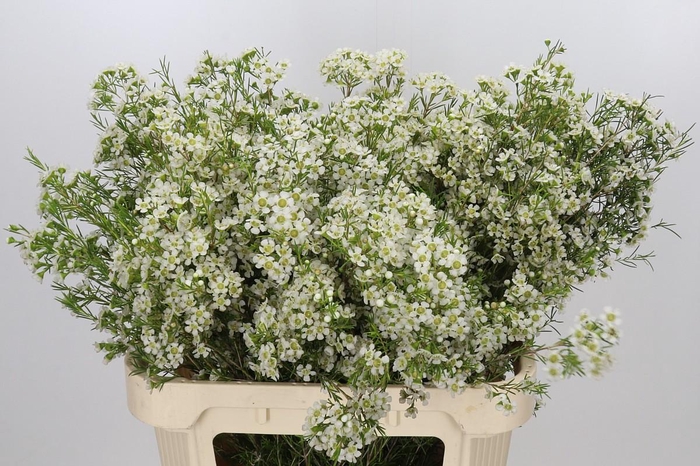 Chamelaucium Ofir
