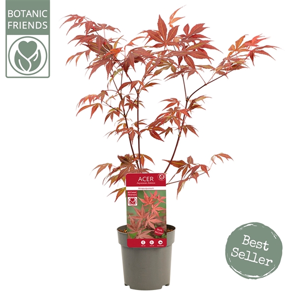 <h4>Acer palm. 'Atropurpureum'</h4>