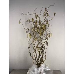 Corylus (2-Jarig)