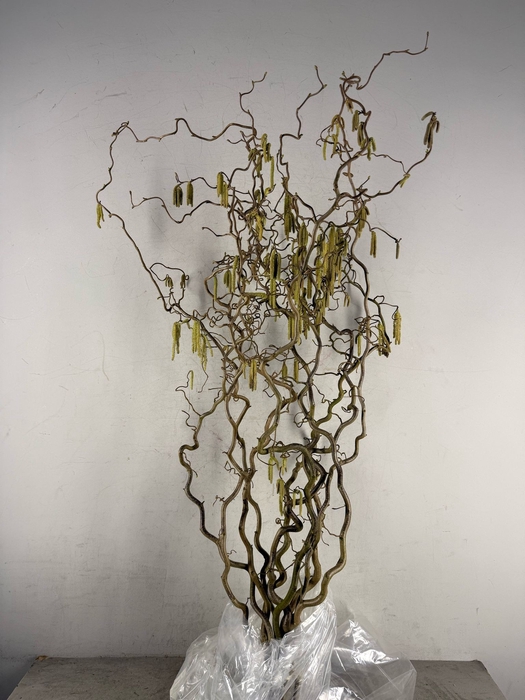 <h4>Corylus (2-Jarig)</h4>