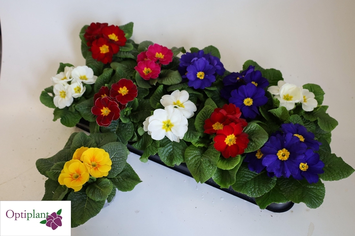 <h4>PRIM AC GEM</h4>