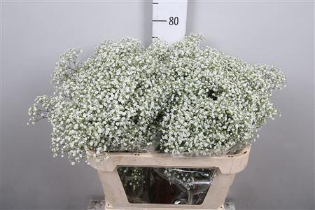 <h4>Gyps Pa Million Stars 2</h4>