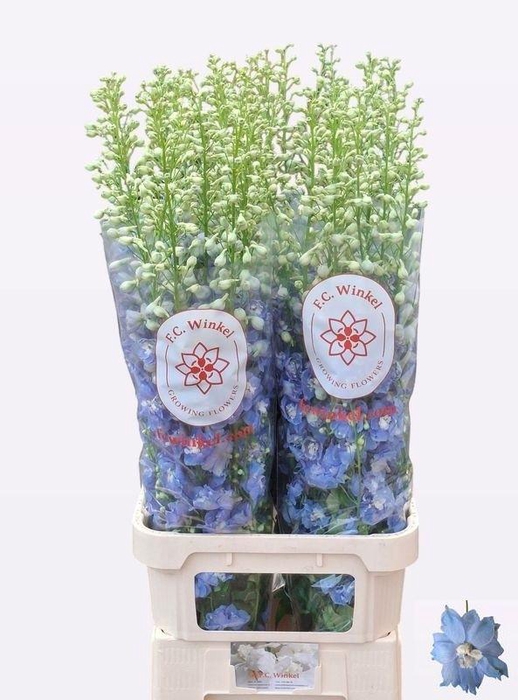 <h4>DELPH DU AUR L BLUE</h4>