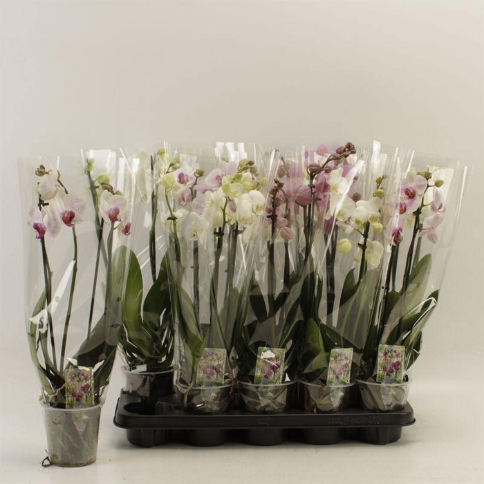 <h4>PHAL GEM</h4>