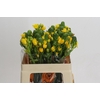 Ornithogalum Dubium Yellow Asa