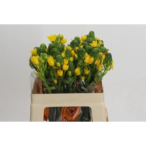 Ornithogalum Dubium Yellow Asa