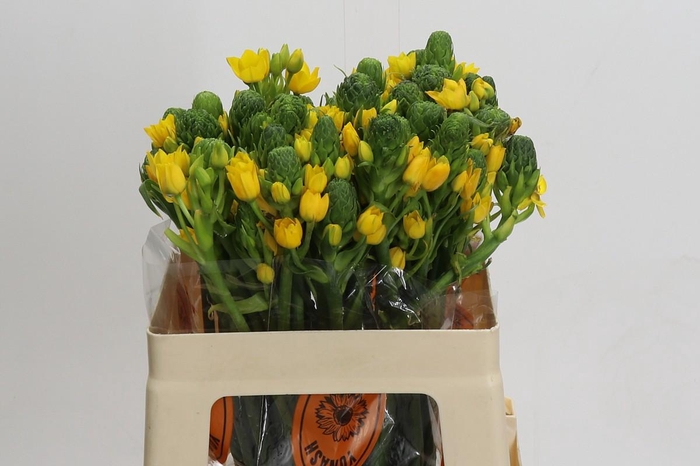 Ornithogalum Dubium Yellow Asa