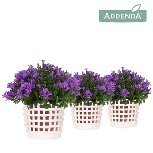 Campanula Addenda Ambella Intense purple in Mesh pot white