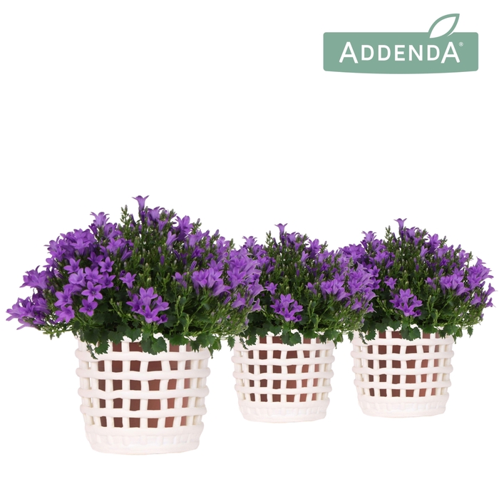 <h4>Campanula Addenda Ambella Intense purple in Mesh pot white</h4>