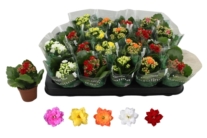 <h4>KAL GE RO GEM 5 KL</h4>