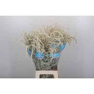 Amaranthus Yearming Desert