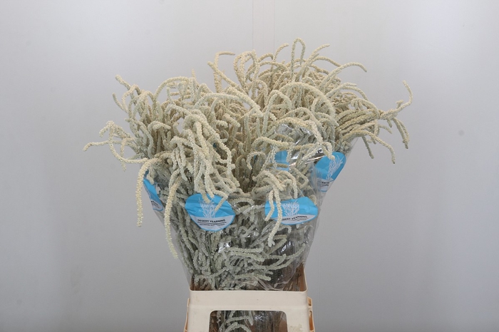 <h4>Amaranthus Yearming Desert</h4>