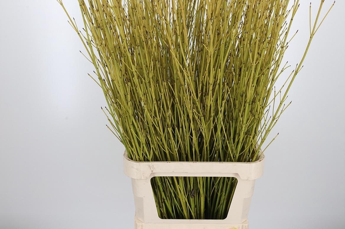 <h4>Cornus Flaviaalmea</h4>