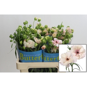 RAN BUTTERFL ARIADNE