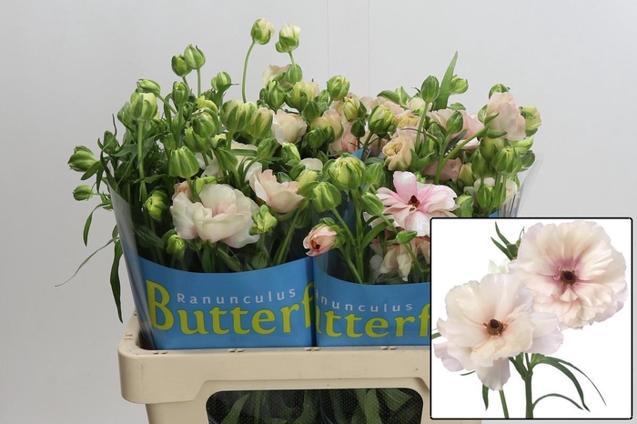 <h4>RAN BUTTERFL ARIADNE</h4>