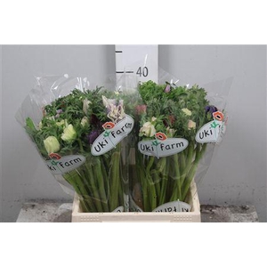 Anem Co Galil Pastel