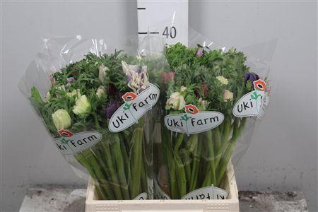 <h4>Anem Co Galil Pastel</h4>