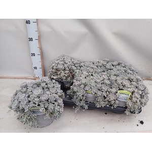 SEDUM OV