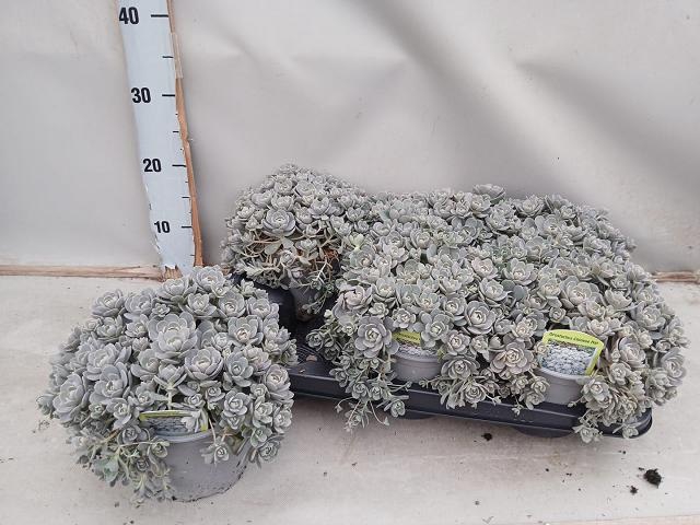 <h4>SEDUM OV</h4>