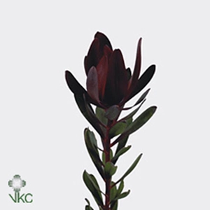 Leucadendron Safari Sunset