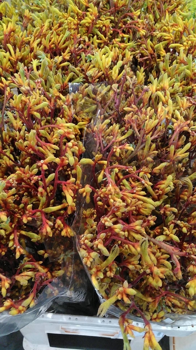 <h4>ANIGOZ GOLD FEVER</h4>