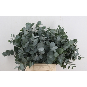 EUC CINEREA PER BOS
