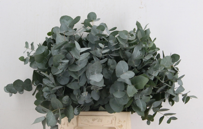 <h4>EUC CINEREA PER BOS</h4>