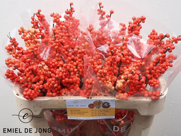 <h4>Ilex oudijk's orange</h4>