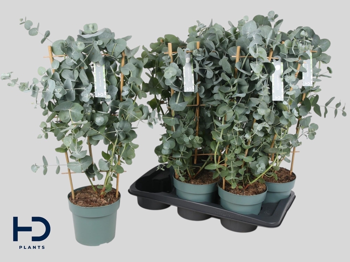 <h4>EUCAL CINEREA</h4>