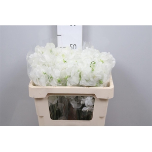 Lathyr Wi Suns White