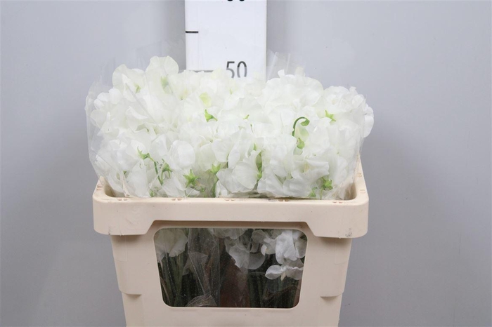 <h4>Lathyr Wi Suns White</h4>