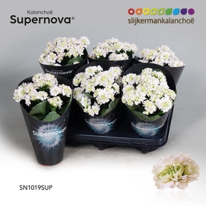 Kalanchoë Supernova Pinkish White