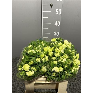 Anem Sup Real White Bianco